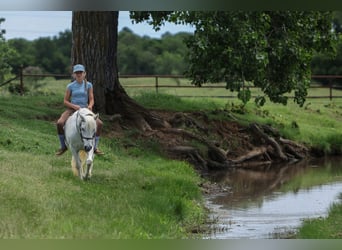 Welsh A (Mountain Pony), Mare, 11 years, 11,2 hh, Gray