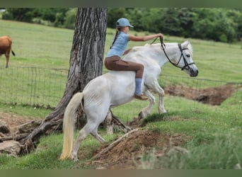 Welsh A (Mountain Pony), Mare, 11 years, 11,2 hh, Gray