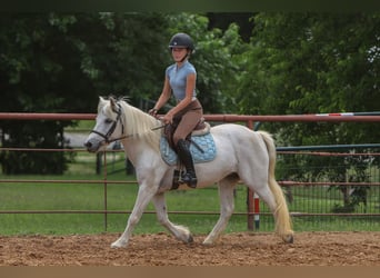 Welsh A (Mountain Pony), Mare, 11 years, 11,2 hh, Gray