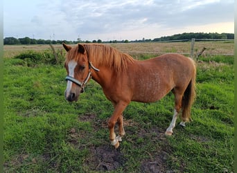 Welsh A (Mountain Pony), Mare, 11 years, 12 hh, Chestnut-Red
