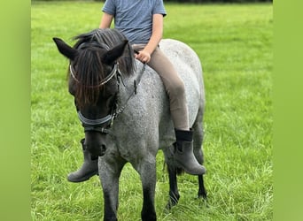 Welsh A (Mountain Pony), Mare, 11 years, 12,1 hh, Roan-Blue