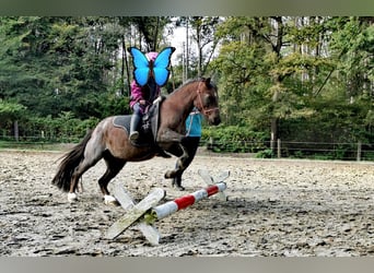 Welsh A (Mountain Pony) Mix, Mare, 12 years, 10,3 hh, Roan-Bay