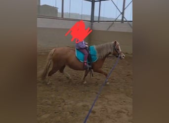 Welsh A (Mountain Pony), Mare, 12 years, 11.2 hh, Chestnut-Red