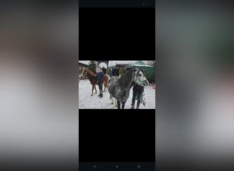Welsh A (Mountain Pony), Mare, 12 years, 11.3 hh, Gray