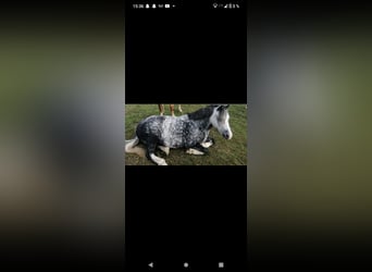 Welsh A (Mountain Pony), Mare, 12 years, 11.3 hh, Gray