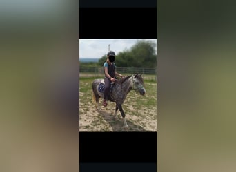 Welsh A (Mountain Pony), Mare, 12 years, 11.3 hh, Gray