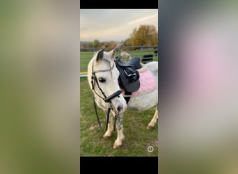 Welsh A (Mountain Pony), Mare, 12 years, 11.3 hh, Gray