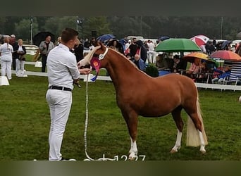 Welsh A (Mountain Pony), Mare, 12 years, 11,3 hh, Chestnut-Red