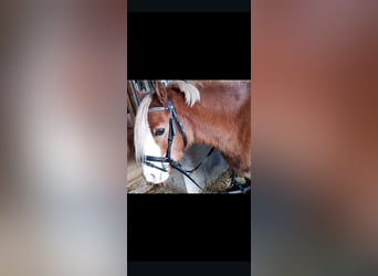 Welsh A (Mountain Pony), Mare, 12 years, 11,3 hh, Chestnut-Red