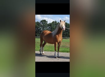Welsh A (Mountain Pony), Mare, 12 years, 11,3 hh, Chestnut-Red