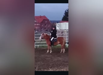 Welsh A (Mountain Pony), Mare, 12 years, 11,3 hh, Chestnut-Red