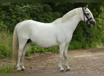 Welsh A (Mountain Pony), Mare, 12 years, 11,3 hh, Gray