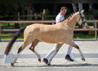 Welsh A (Mountain Pony), Mare, 12 years, 11,3 hh, Gray