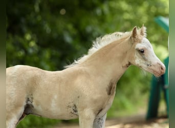 Welsh A (Mountain Pony), Mare, 12 years, 11,3 hh, Gray