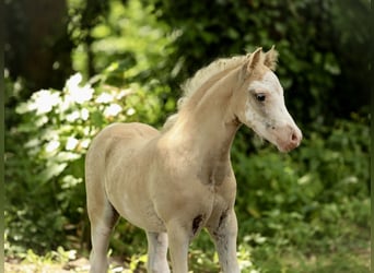 Welsh A (Mountain Pony), Mare, 12 years, 11,3 hh, Gray