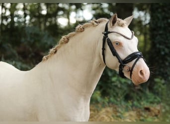 Welsh A (Mountain Pony), Mare, 12 years, 11,3 hh, Gray
