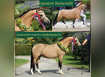 Welsh A (Mountain Pony), Mare, 12 years, 11,3 hh, Gray