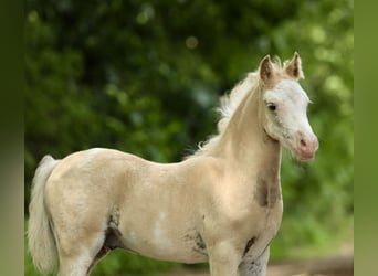 Welsh A (Mountain Pony), Mare, 12 years, 11,3 hh, Gray