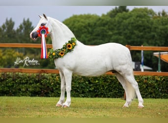 Welsh A (Mountain Pony), Mare, 12 years, 11,3 hh, Gray