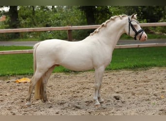 Welsh A (Mountain Pony), Mare, 12 years, 11,3 hh, Gray