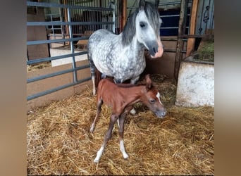 Welsh A (Mountain Pony), Mare, 12 years, 11,3 hh, Gray