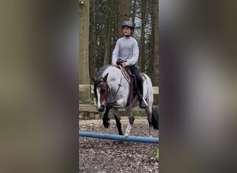 Welsh A (Mountain Pony) Mix, Mare, 12 years, 12.2 hh, Roan-Bay