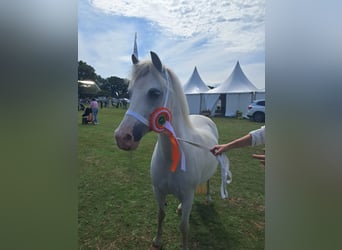 Welsh A (Mountain Pony), Mare, 12 years, 12 hh, Grey