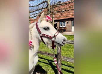 Welsh A (Mountain Pony), Mare, 13 years, 11 hh, Grey