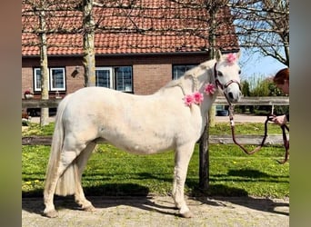 Welsh A (Mountain Pony), Mare, 13 years, 11 hh, Grey