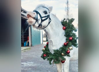 Welsh A (Mountain Pony), Mare, 13 years, 11,2 hh, Grey-Dapple