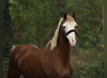 Welsh A (Mountain Pony), Mare, 13 years, 12.1 hh, Chestnut-Red