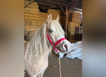 Welsh A (Mountain Pony), Mare, 13 years, 12.1 hh, Palomino