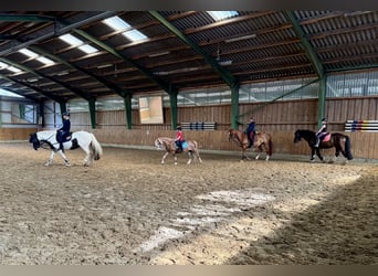 Welsh A (Mountain Pony), Mare, 13 years, 12 hh, Grey-Red-Tan