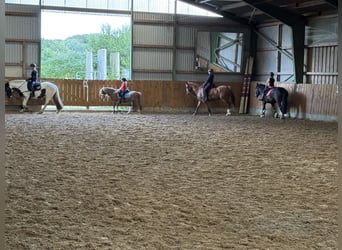 Welsh A (Mountain Pony), Mare, 13 years, 12 hh, Grey-Red-Tan