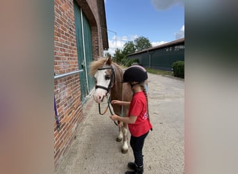 Welsh A (Mountain Pony), Mare, 13 years, 12 hh, Grey-Red-Tan