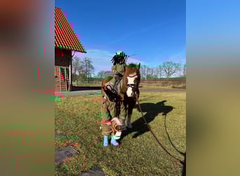 Welsh A (Mountain Pony), Mare, 14 years, 10,2 hh, Chestnut