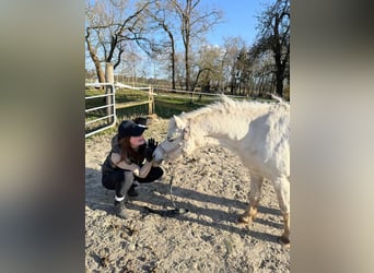 Welsh A (Mountain Pony), Mare, 14 years, 11.2 hh, Grey
