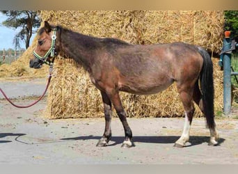 Welsh A (Mountain Pony), Mare, 14 years, 11,1 hh, Brown