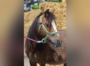 Welsh A (Mountain Pony), Mare, 14 years, 11,1 hh, Brown