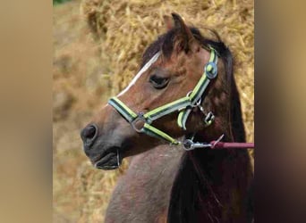 Welsh A (Mountain Pony), Mare, 14 years, 11,1 hh, Brown