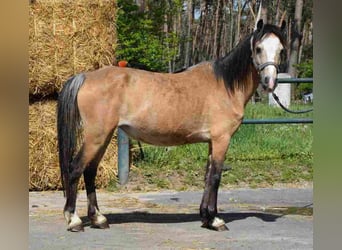Welsh A (Mountain Pony), Mare, 14 years, 11,1 hh, Buckskin