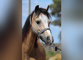 Welsh A (Mountain Pony), Mare, 14 years, 11,1 hh, Buckskin