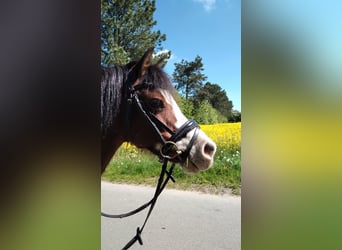 Welsh A (Mountain Pony), Mare, 14 years, 11,3 hh, Brown