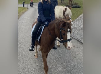 Welsh A (Mountain Pony), Mare, 14 years, 12.1 hh, Chestnut-Red