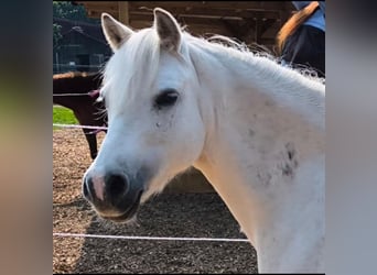 Welsh A (Mountain Pony), Mare, 14 years, 12,1 hh, Grey
