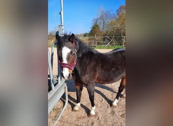 Welsh A (Mountain Pony), Mare, 14 years, 12,2 hh, Bay-Dark