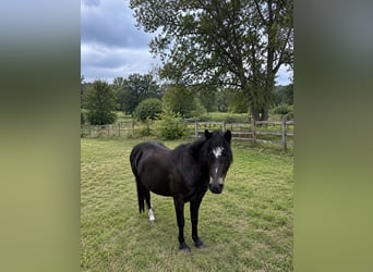 Welsh A (Mountain Pony), Mare, 15 years, 11.1 hh, Black
