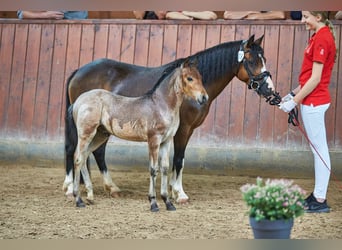 Welsh A (Mountain Pony), Mare, 15 years, 11,2 hh, Brown