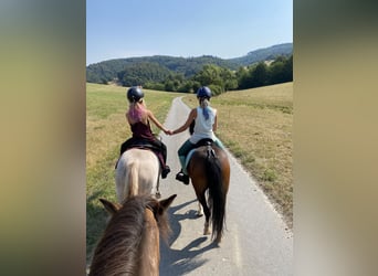 Welsh A (Mountain Pony), Mare, 15 years, 11,2 hh, Brown