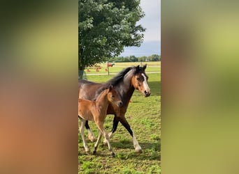 Welsh A (Mountain Pony), Mare, 15 years, 11,2 hh, Brown